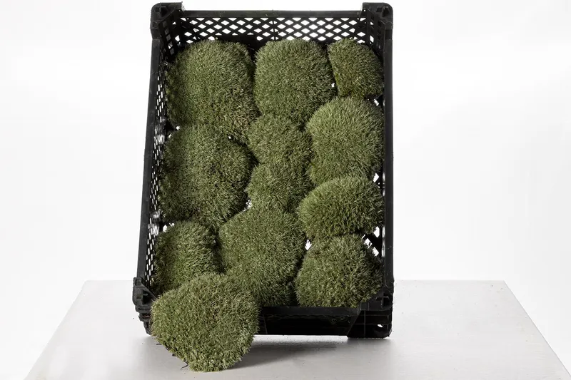 Kiste mit naturbelassenem Ballenmoos