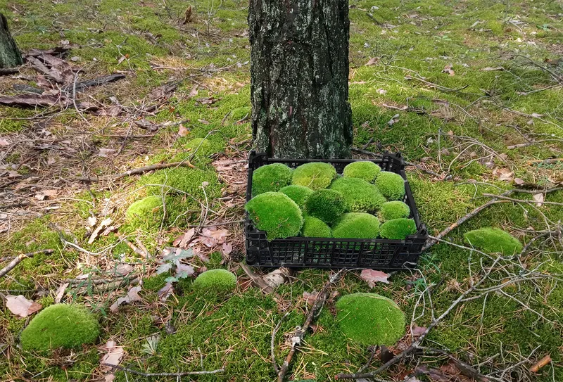 Kiste Ballenmoos auf dem Waldboden