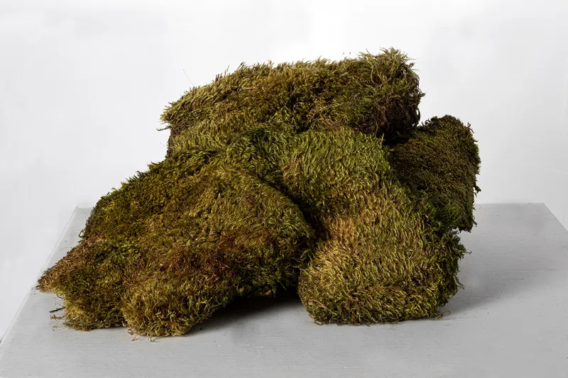 Natural bun moss pieces