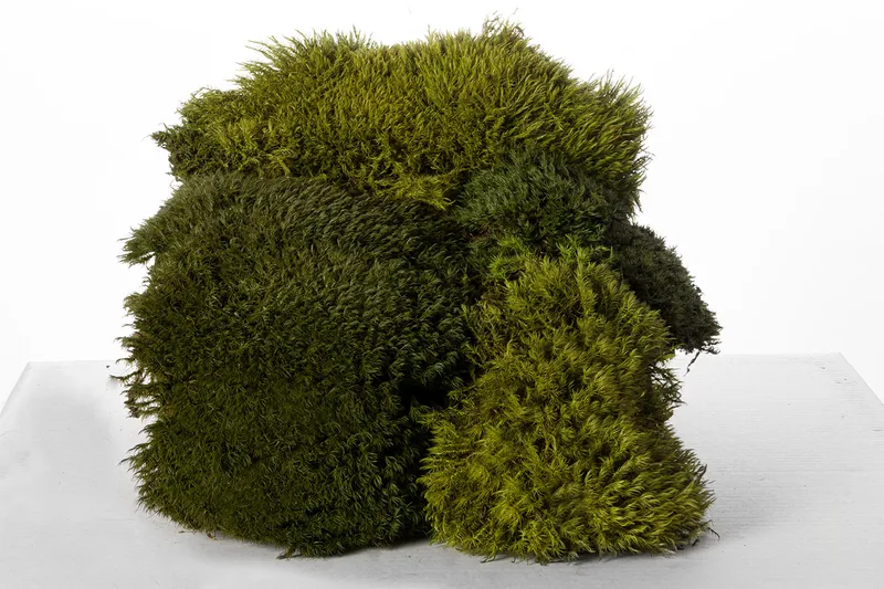Preserved bun moss pieces