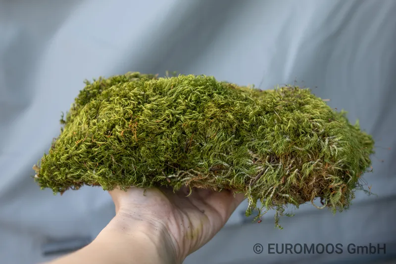 Bun moss in a hand