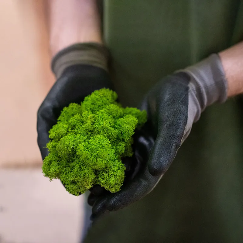 Dyed iceland moss held in gloved hands