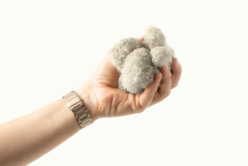 Natural iceland moss flakes in a hand