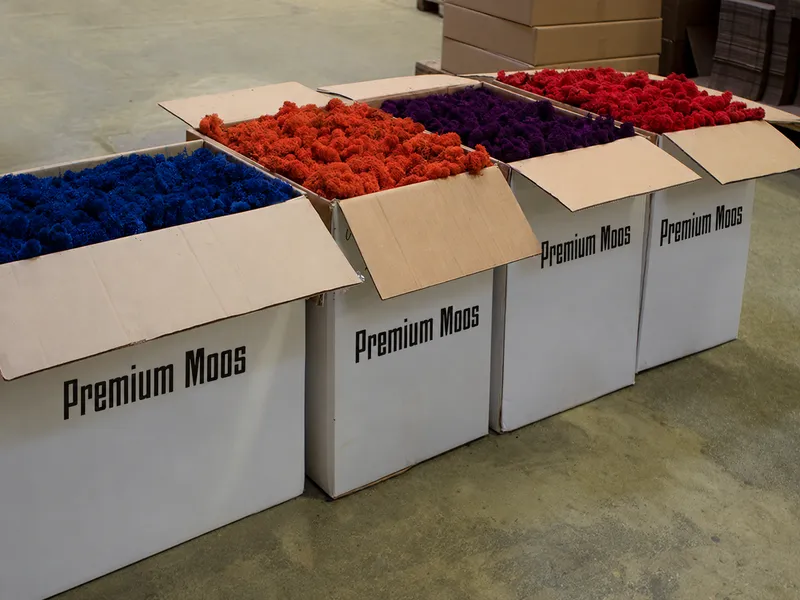 Open cartons of dyed iceland moss in blue, red and purple