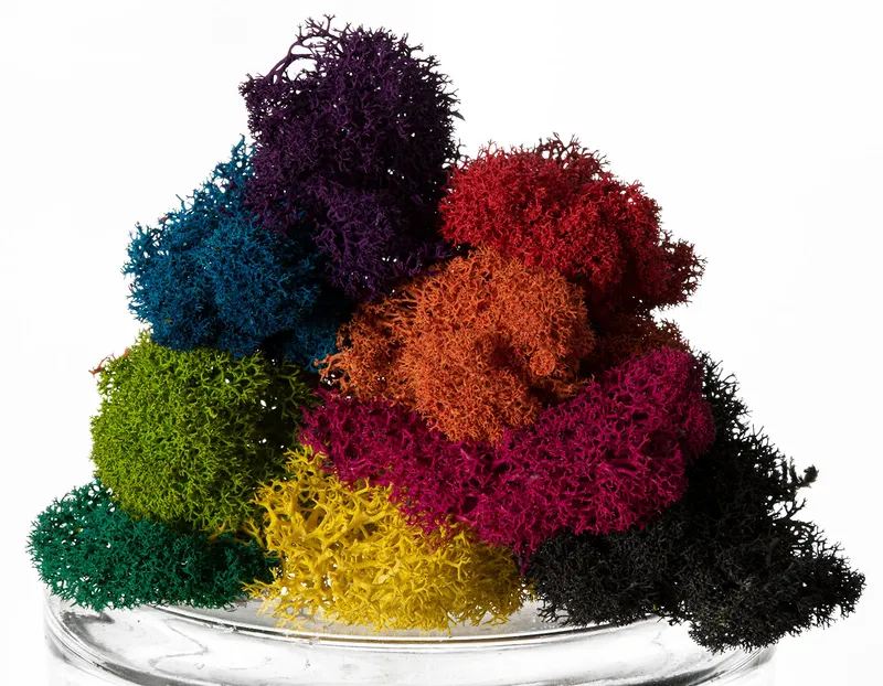 Brightly dyed iceland moss flakes side by side