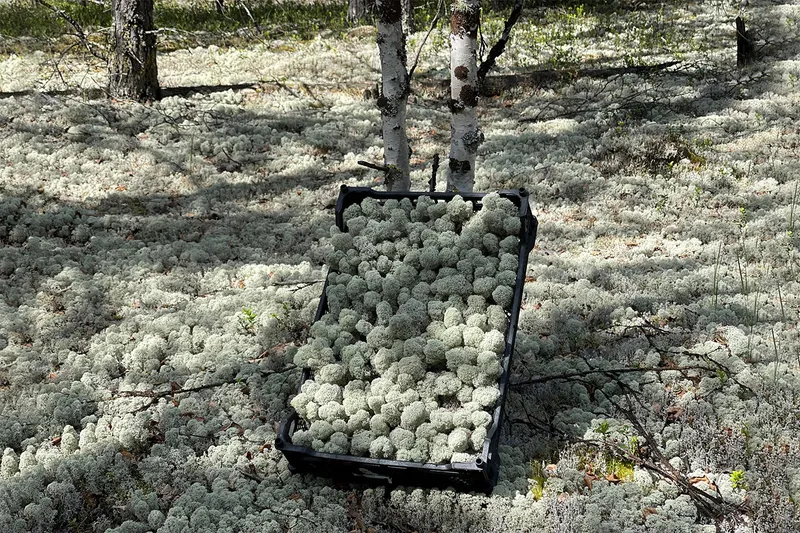 Crate of freshly harvested iceland moss in the birch forest