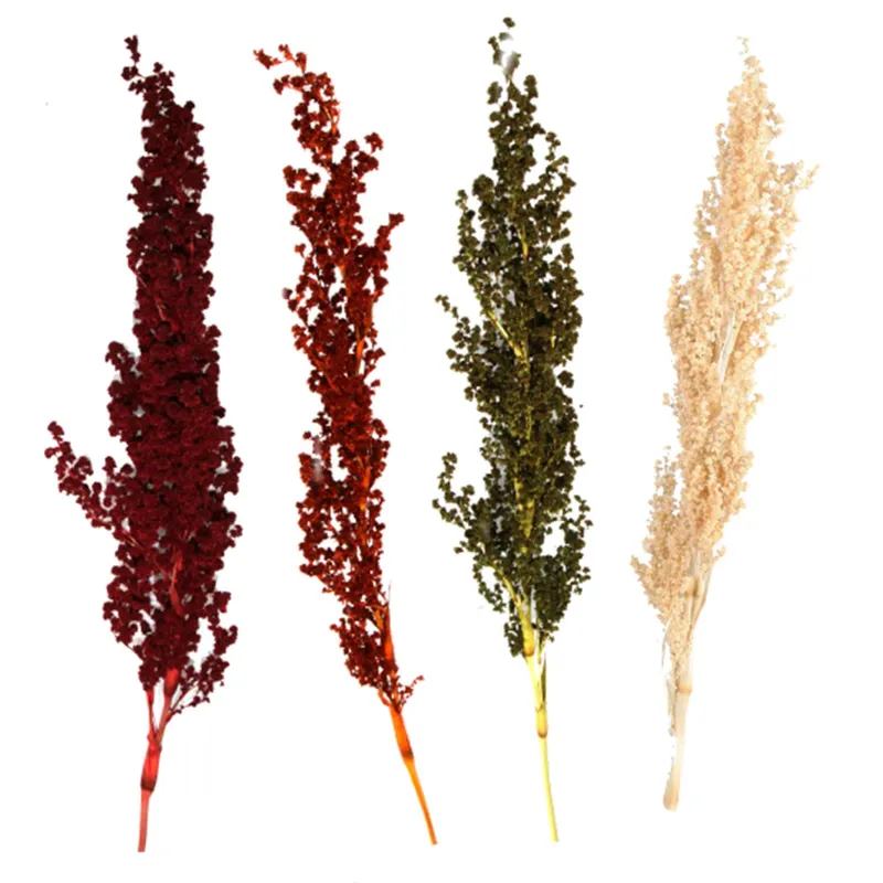 Stabilisierter Palmiet und Vlei in vier Farben