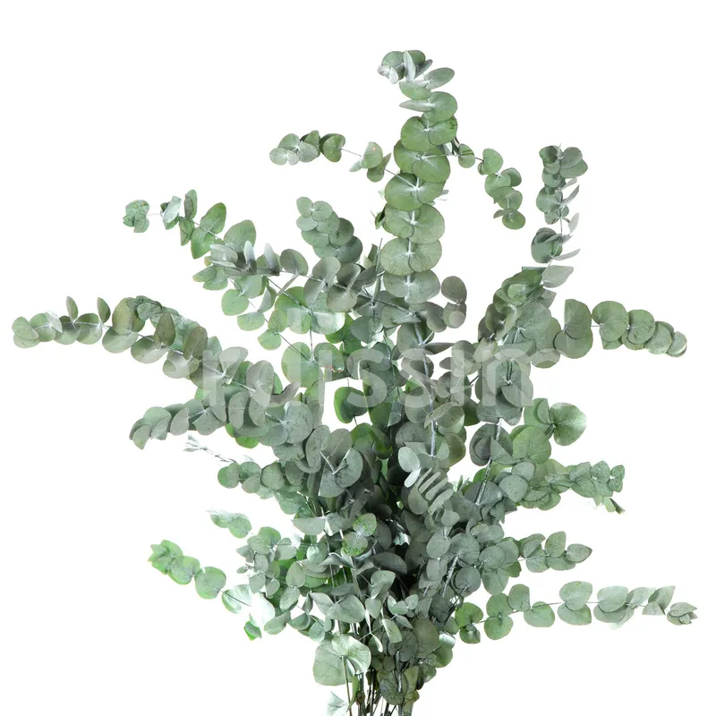 Stabilisierter Eukalyptus