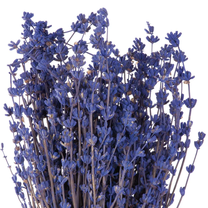 Stabilisierter Lavendel in Blau und Lila