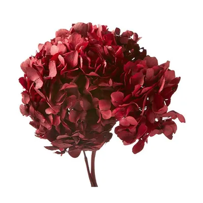 Stabilisierte Hortensie in Rot
