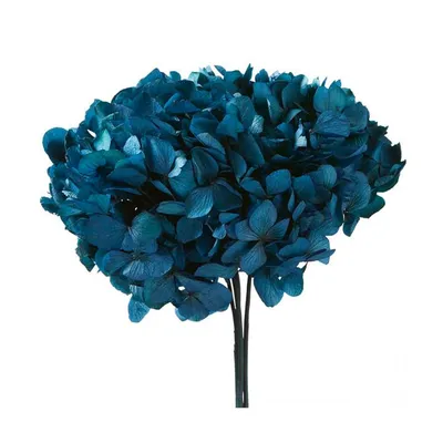 Stabilisierte Hortensie in Blau